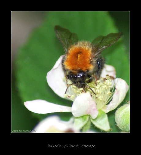 Bombus pratorum