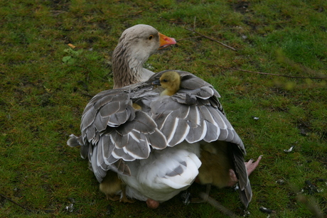 Een natuurlijk vliegdekschip