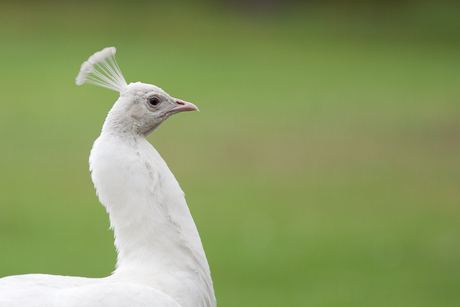 Witte Pauw