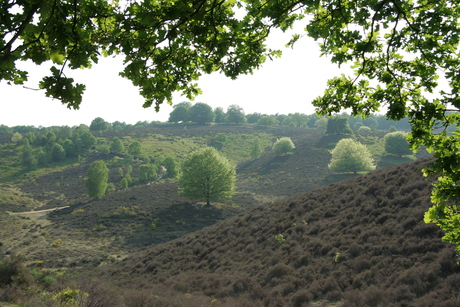 Veluwe