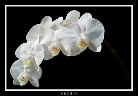 Orchidee