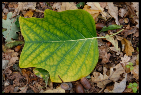 Herfstkleuren