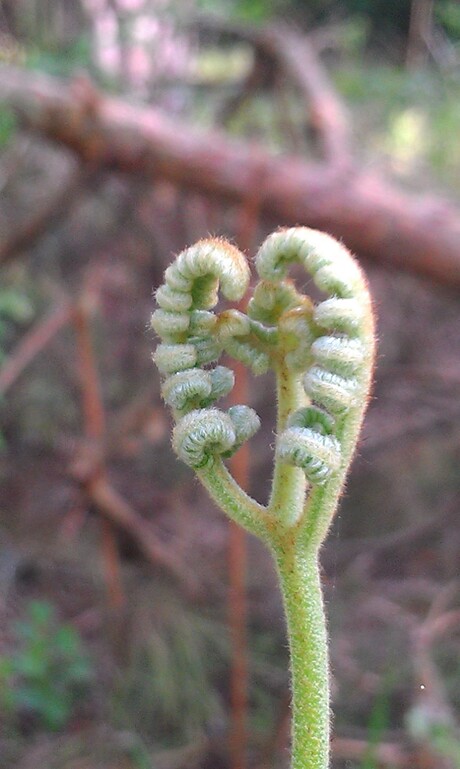 hartje (natuurlijke kracht)