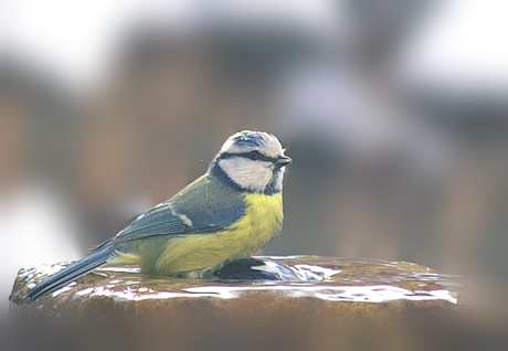 Mees in mijn tuin 2