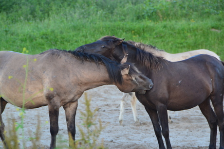 Wild horses.