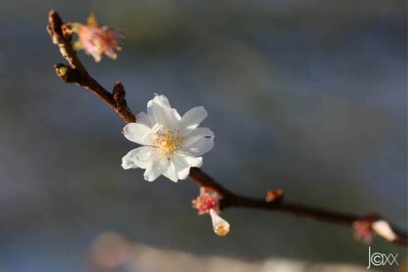 Winterbloesem