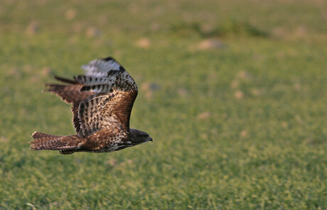 Buizerd