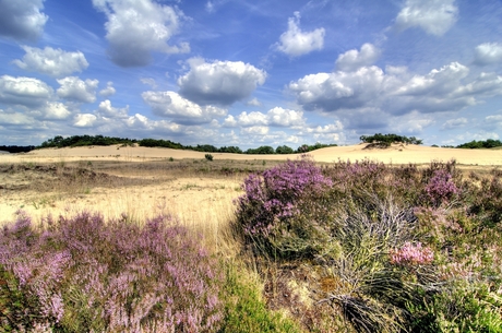 Loonse en Drunense duinen HDR