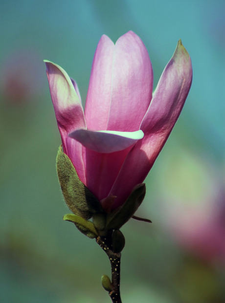 roze magnolia