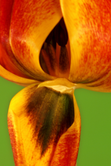 Tulp