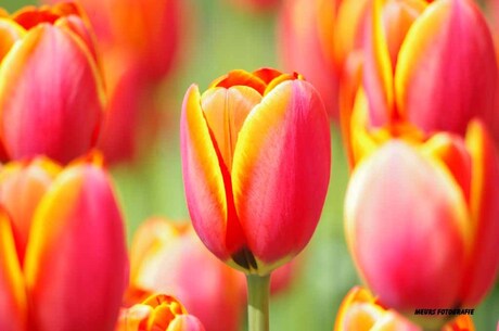 tulpen