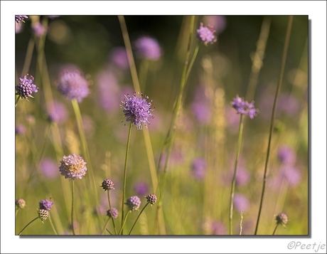 Heerlijk bloemenveldje