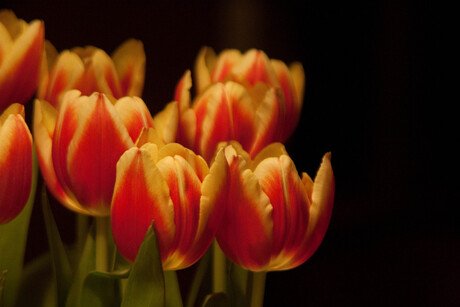 Tulips from Amsterdam