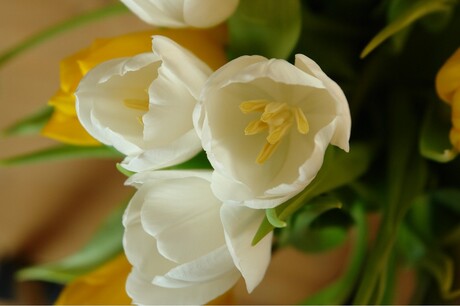 Tulp