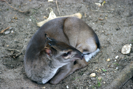 Burgers Zoo