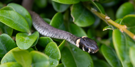 Zweedse mini snake na een regenbui