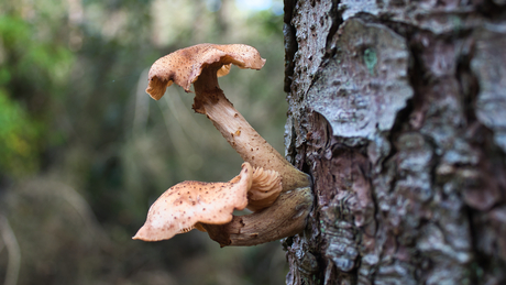 Zwam groeit uit dood hout