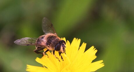 L'abeille.