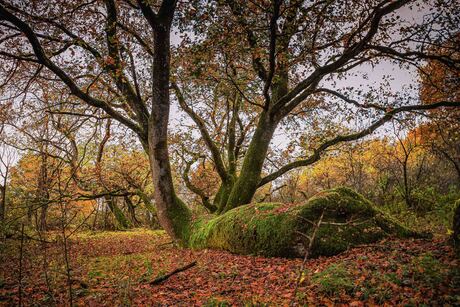 Herfstkleuren