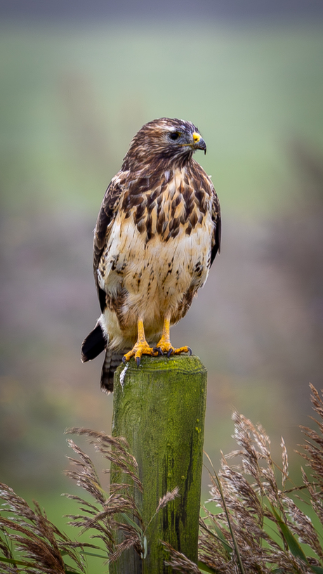 Buizerd 