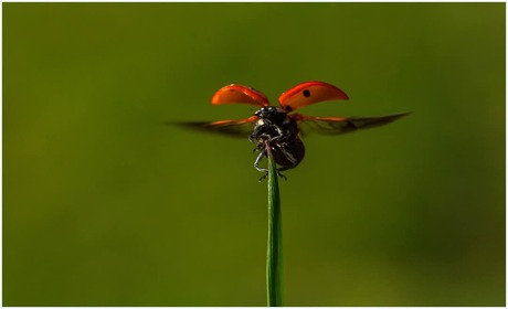Één dagje beetje lente, gelijk de eerste insecten weer te zien.