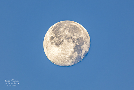 Bevermaan in de ochtend.