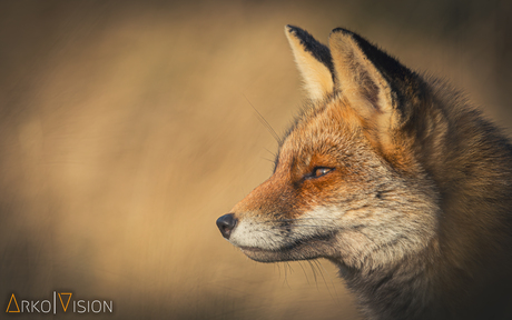 Portrait of a fox