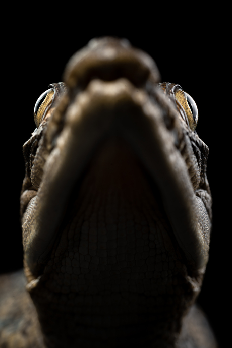 Krokodil portret