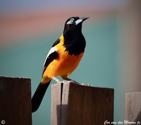 Oranje Troepiaal vogel.