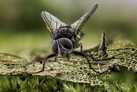 Vlieg en springstaartje