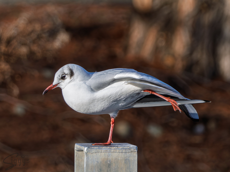 Rek- en strekoefening