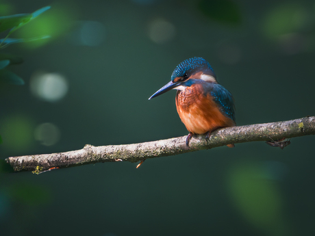 Mr kingfisher