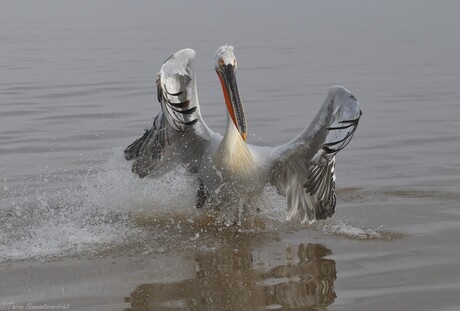 Pelican Splash