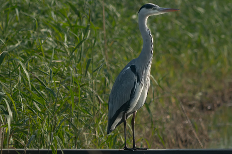 Reiger in de broekpolder 1