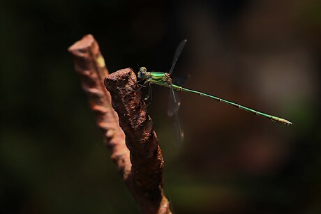 groene Pantserjuffer
