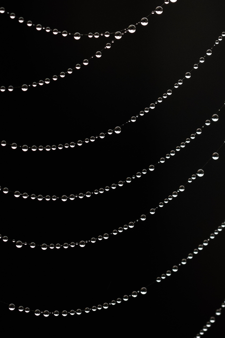 Druppels in een spinnenweb