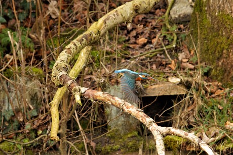 ijsvogeltje