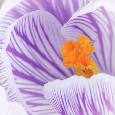 Crocus Inside