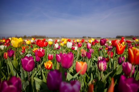 Kleurrijke bloemenpracht