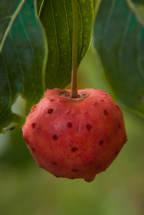 Autumn Fruit