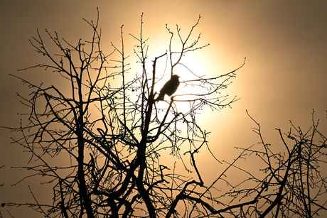 Vogel voor de zon met sluierbewolking