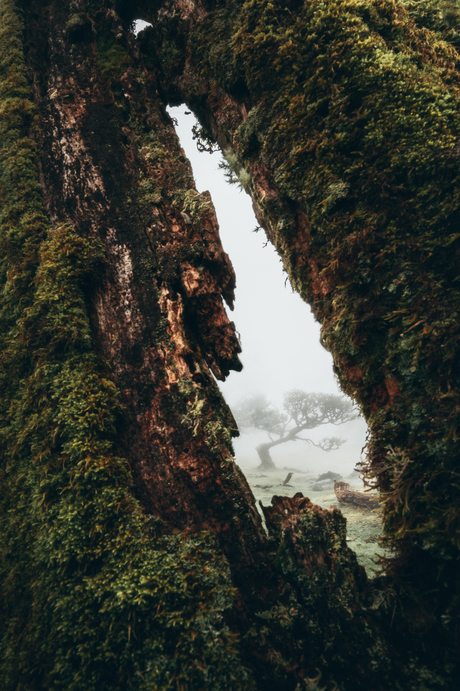 Fanal forest Madeira