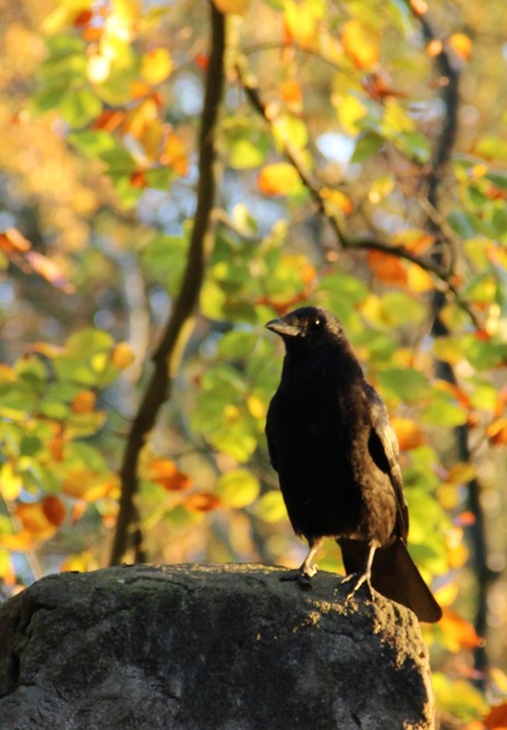 Kraai in herfst