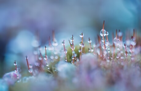 Ik kan het niet laten....