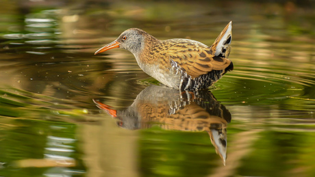 WATERRAL