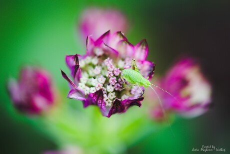 Zeeuws Knoopje met een Grote groene Sabelsprinkhaan