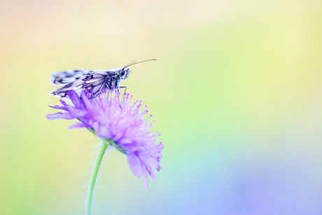 Dambordje op beemdkroon