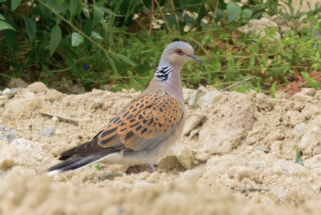 Zomer in de bol