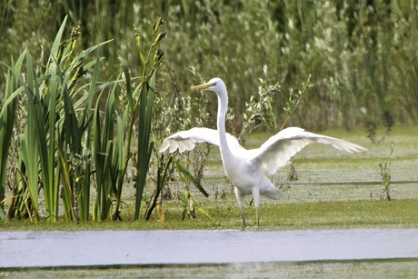 Zilverreiger