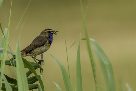 Blauwborst